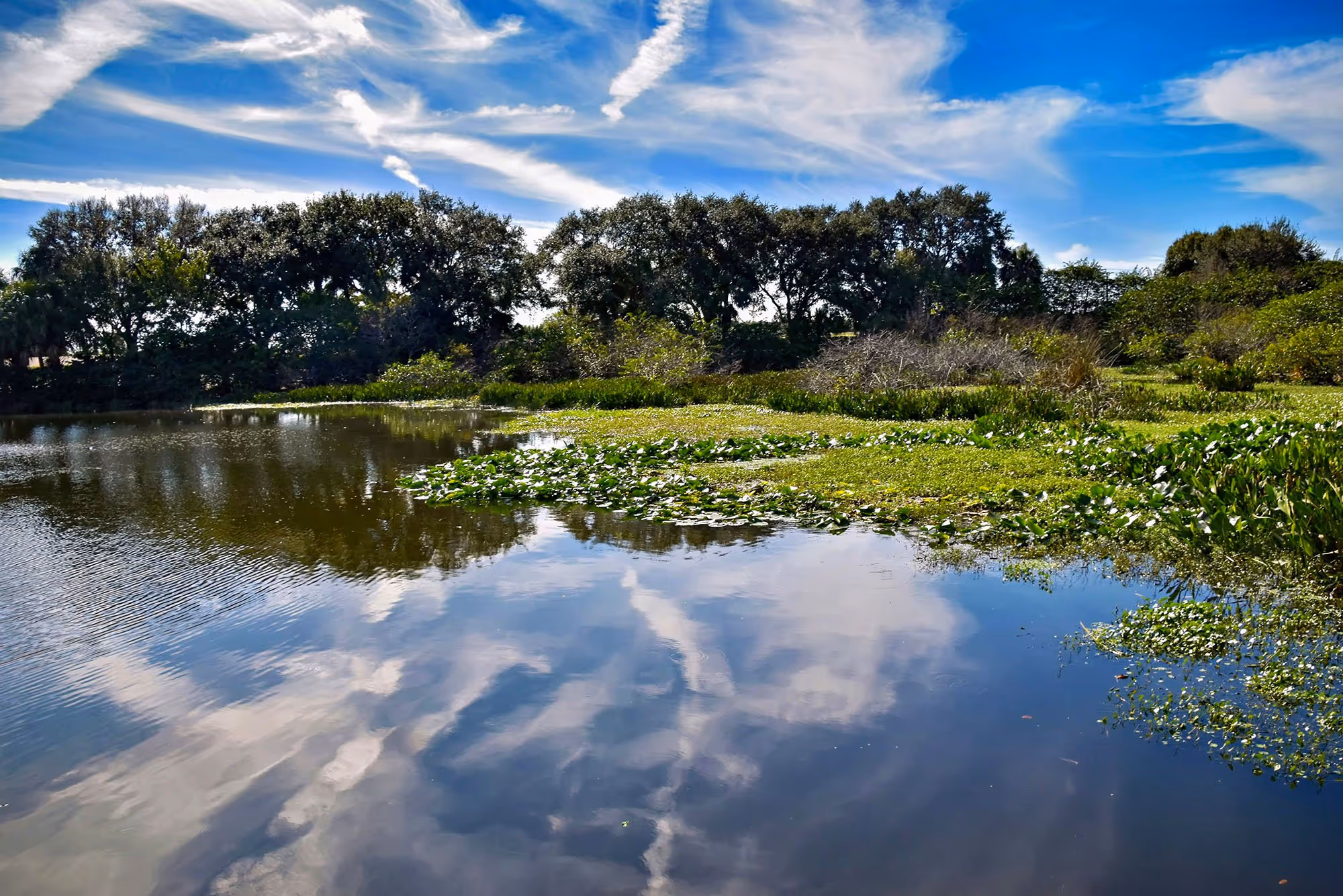 Wetland landscape in Northeast Florida